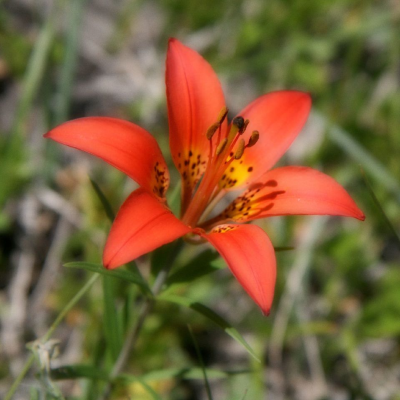 Western Red Lily Official Saskatchewan Flower